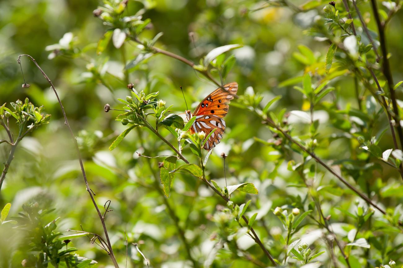 biodiversità