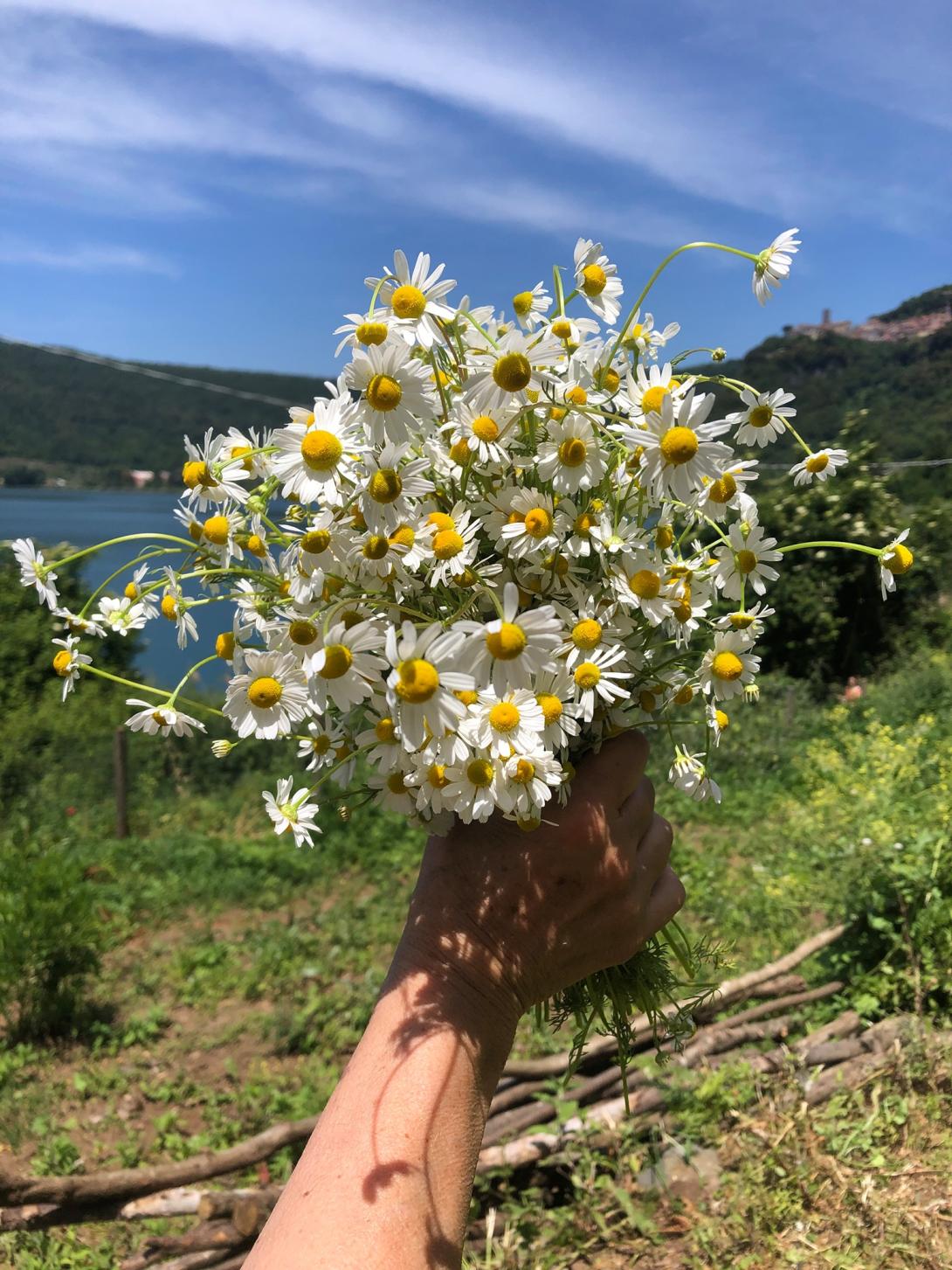 Erbe della luna, fiori